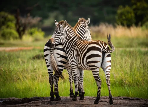 Kidepo Safari